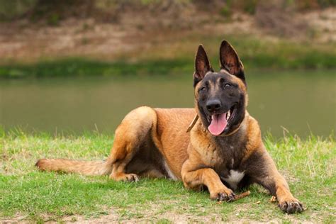 All Belgian Malinois Colors Explained – What Colors Are Up To The Breed Standard?