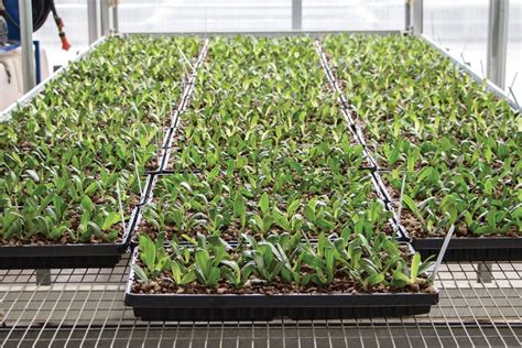 Technology Improves Orchid Production At Green Circle Growers ...