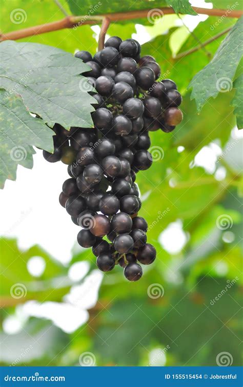 Pinot Noir Grape or Grape Plant Stock Photo - Image of green, noir: 155515454