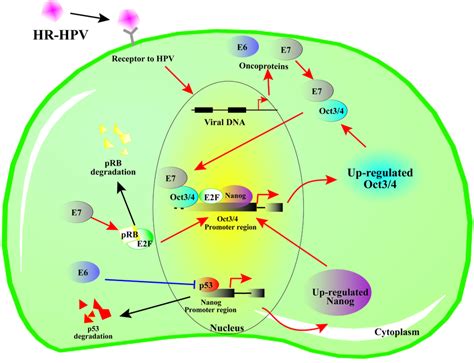 Model of the possible role of the HPV16 E6 and E7 oncoproteins in the ...