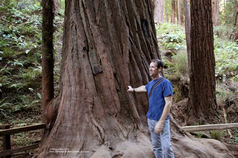 Muir Woods National Monument: California's Giant Redwood Trees - Phillip's Natural World