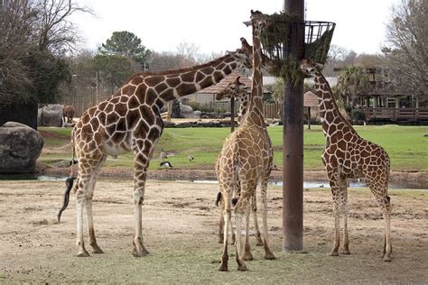 Free Images : nature, adventure, wildlife, zoo, high, africa, mammal, fauna, savanna, giraffe ...