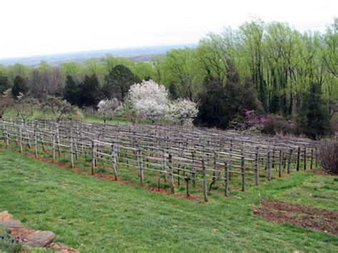 Reflection's Flora and Fauna: Monticello Gardens, Spring Peering ...