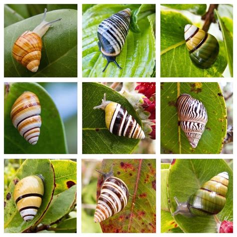 George, Reclusive Hawaiian Snail And Last Of His Kind, Dies At 14 : NPR