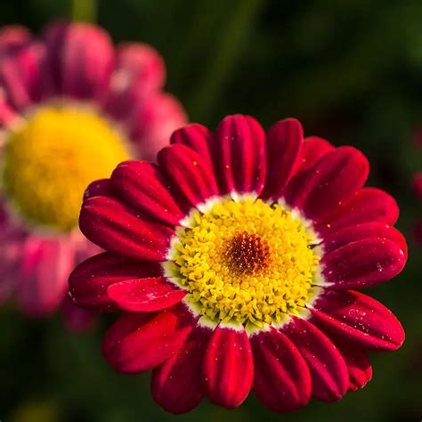 Red Daisy Symbolic Meaning