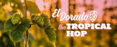 El Dorado® Hops | HAAS® Hop Varieties