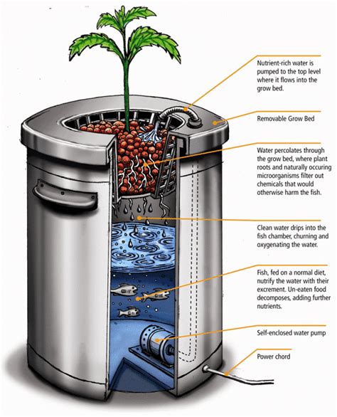 Tarım Siteniz: aquaponics systems ( Balık Kültürüyle bitki Yetiştirme)