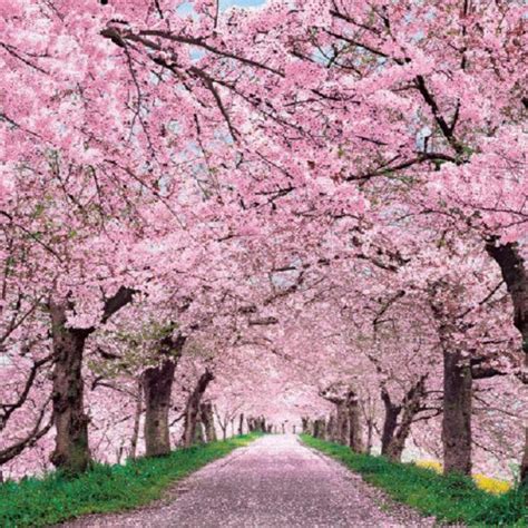 Japanese Cherry Blossom