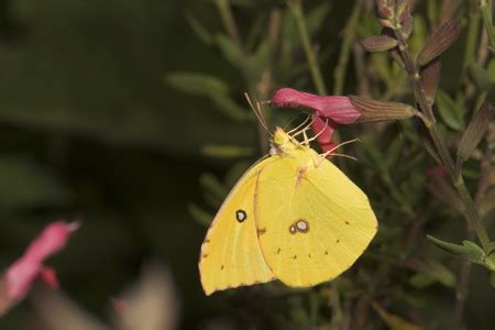 California Dogface ~ Butterfly of The Earth