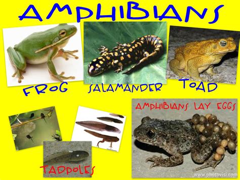 Pictures of amphibians on Animal Picture Society