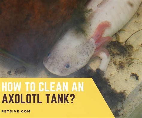 How To Maintain A Clean Axolotl Tank – MudFooted