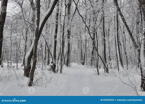 Winter deciduous forest stock image. Image of landscape - 83559959