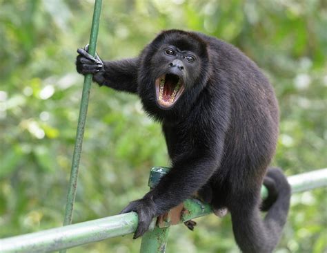 Male Mantled Howler Monkey On Foot Bridge, Costa Rica Photograph by Doug Wechsler / Naturepl.com ...