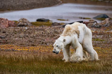 Effects Of Global Warming On Animals And Plants