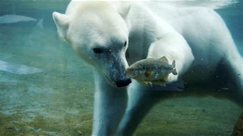 Polar Bear Hunting Fish