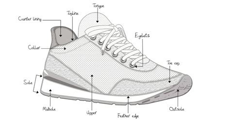 Anatomy of the Shoe