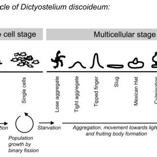 Life cycle of Dictyostelium discoideum. During the unicellular stage of ...