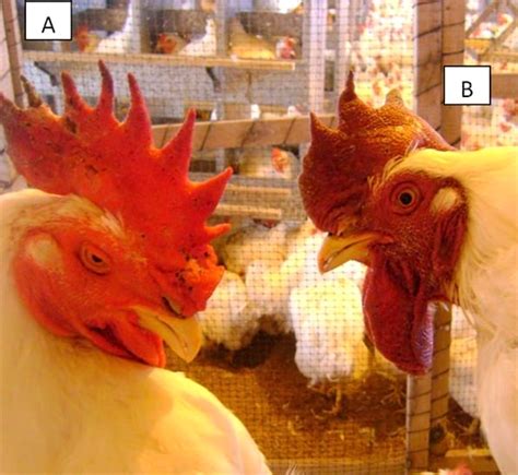 Fowl Cholera in poultry - Engormix