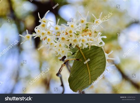 White Meranti Flowers Shorea Tree Shorea Stock Photo 1225915213 ...