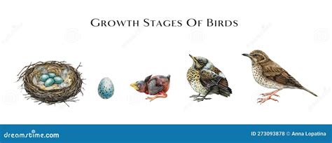 Growth Stages of Birds Scheme. Watercolor Hand Drawn Illustration Stock Illustration ...