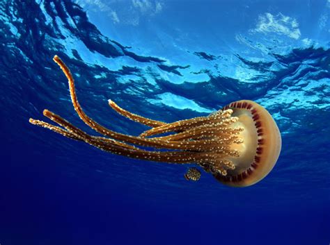 Why Do Some Jellyfish Bloom? A New Theory Emerges - NCCOS Coastal ...