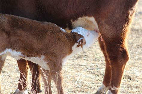 K-State: First milk important to successful calving experience