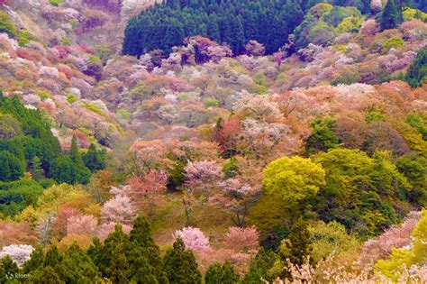 World Heritage Mt Yoshino & Sakura Sighting Day Tour from Nagoya - Klook Philippines