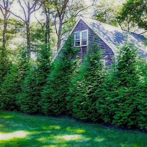 Thuja Green Giant | Thuja Green Giant For Sale - PlantingTree