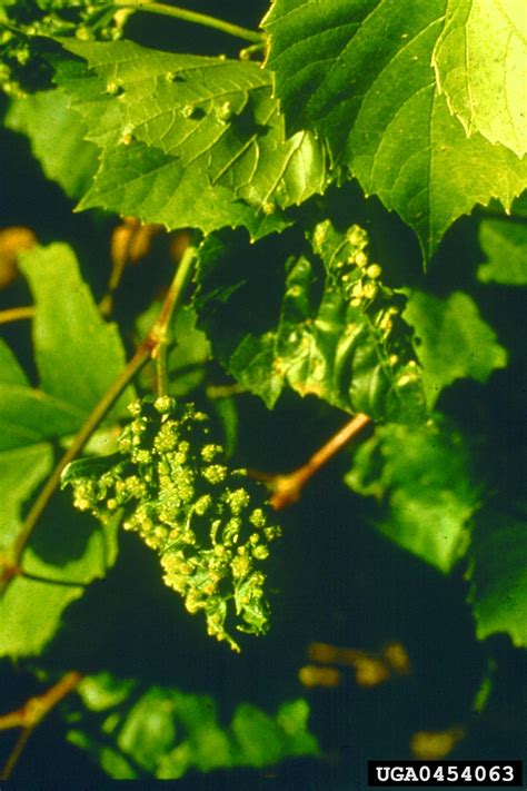 Grapevine phylloxera, vine louse (Phylloxera vitifoliae)