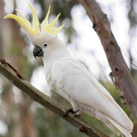 10 Top Pet Cockatoo Species