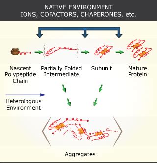 Protein Folding and Human Disease | Biology | MIT OpenCourseWare