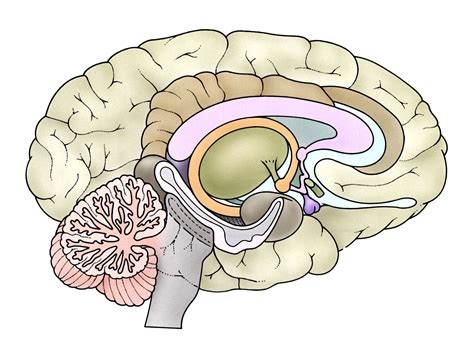 Shrinking Hippocampus and Alzheimer's Disease