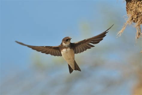 Sand martin ( L: Riparia riparia / N: Sandsvale ) | Sand martin, Sand ...