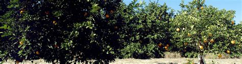 Guide for the Nutrition of Florida Citrus Trees Updated - Soil, Water, and Ecosystem Sciences