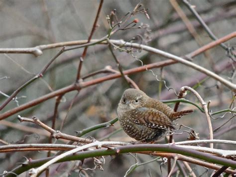 Winter Wren – My Bird of the Day