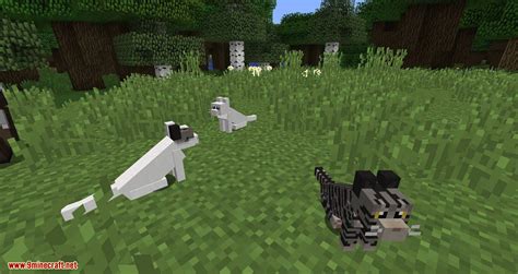 Simply Cats Mod (1.20.4, 1.19.4) - Adds a Ton of Different Colored Cats ...