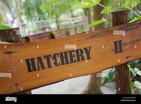 Turtle hatchery sign, Lankayan Island, Borneo Stock Photo - Alamy