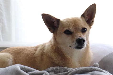 The Shiba Inu Chihuahua Mix: Tiny, Sweet, But Never Discreet