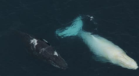 Rare albino whale spotted off coast of Australia (VIDEO)