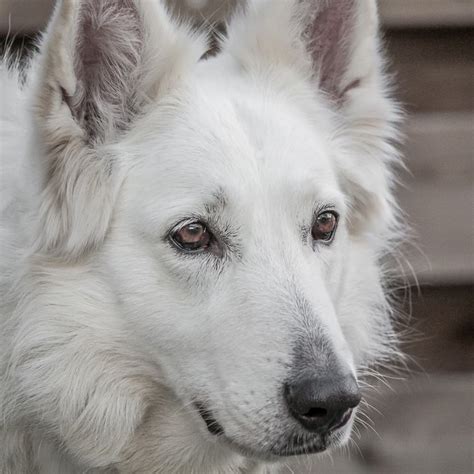 White German Shepherd – Telegraph