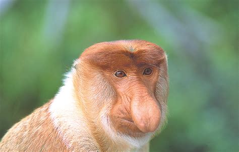 Our Guide to wildlife in Borneo I Turquoise Holidays