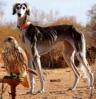 Saluki Breed | Info | Characteristics | Traits | Personality | Fastest Dog