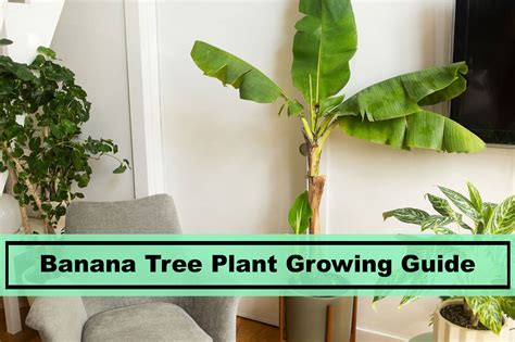 Banana Plant: How to Care and Grow Indoors - Plants Spark Joy