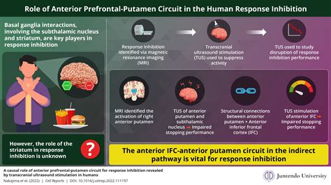 Revealed: Anterior prefrontal-putamen circuit essential to response inhibition in humans