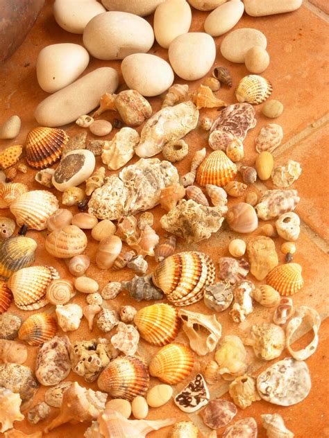 Stones And Shells Free Stock Photo - Public Domain Pictures