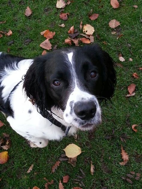 My baby muttley black and white english springer spaniel ♡♥ | English ...