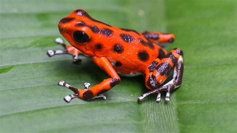 Red Black Dots Poison Dart Frog On Green Leaf HD Frog Wallpapers | HD Wallpapers | ID #82045