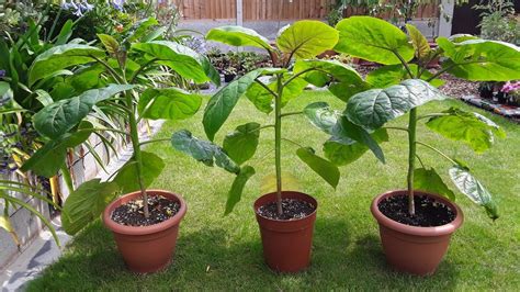 Tamarillo / Tree Tomato, growing experiment with 3 different pruning methods on identical plants ...