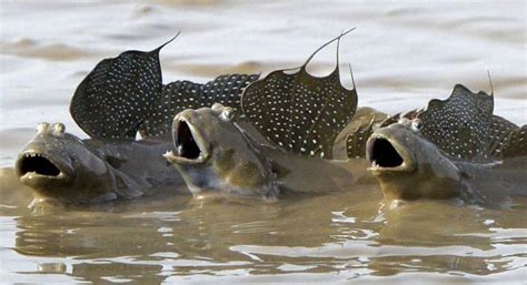 mudskippers ..amphibious fish | Bizarre animals, Ocean aquarium, Animals