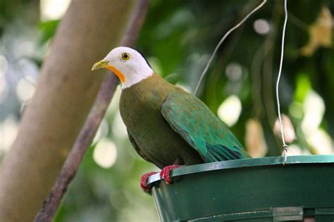 Black-naped Fruit Dove | Our Animals | Fort Wayne Children's Zoo